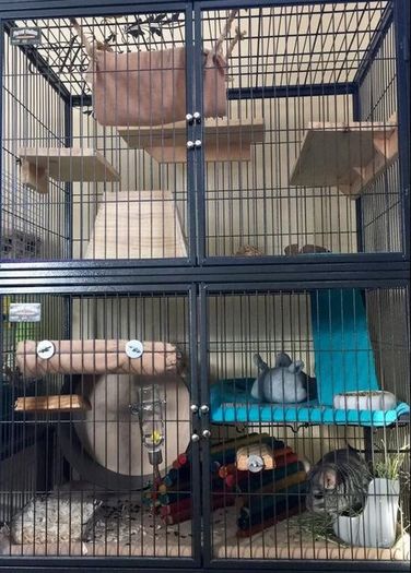 Chinchilla Cages - Chinchillas as Pets