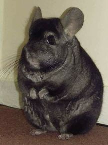 do chinchillas lose their hair when scared